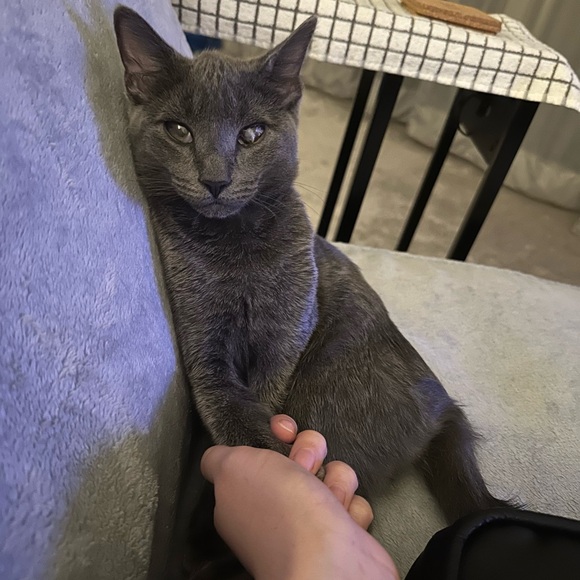 Meet your Posher, Samantha! - Picture 10 of 12